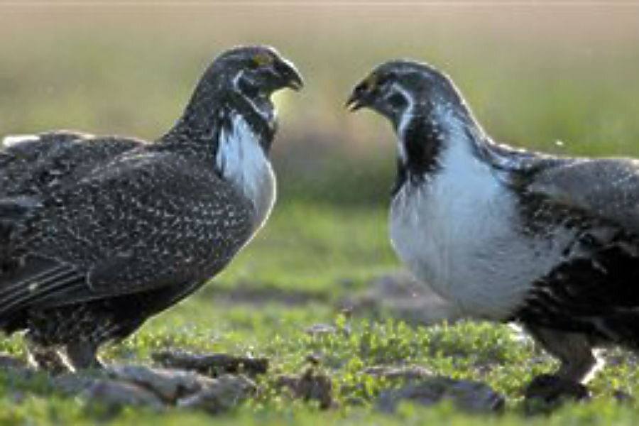 Why the sage grouse is not endangered any more